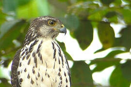 African Goshawk