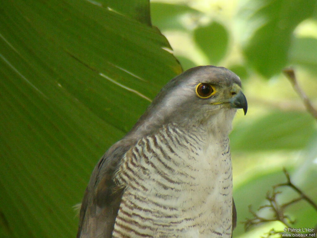 African Goshawk