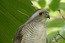 African Goshawk