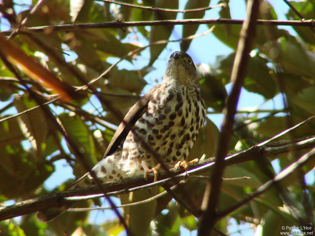 Autour tachiroimmature