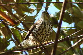 African Goshawk