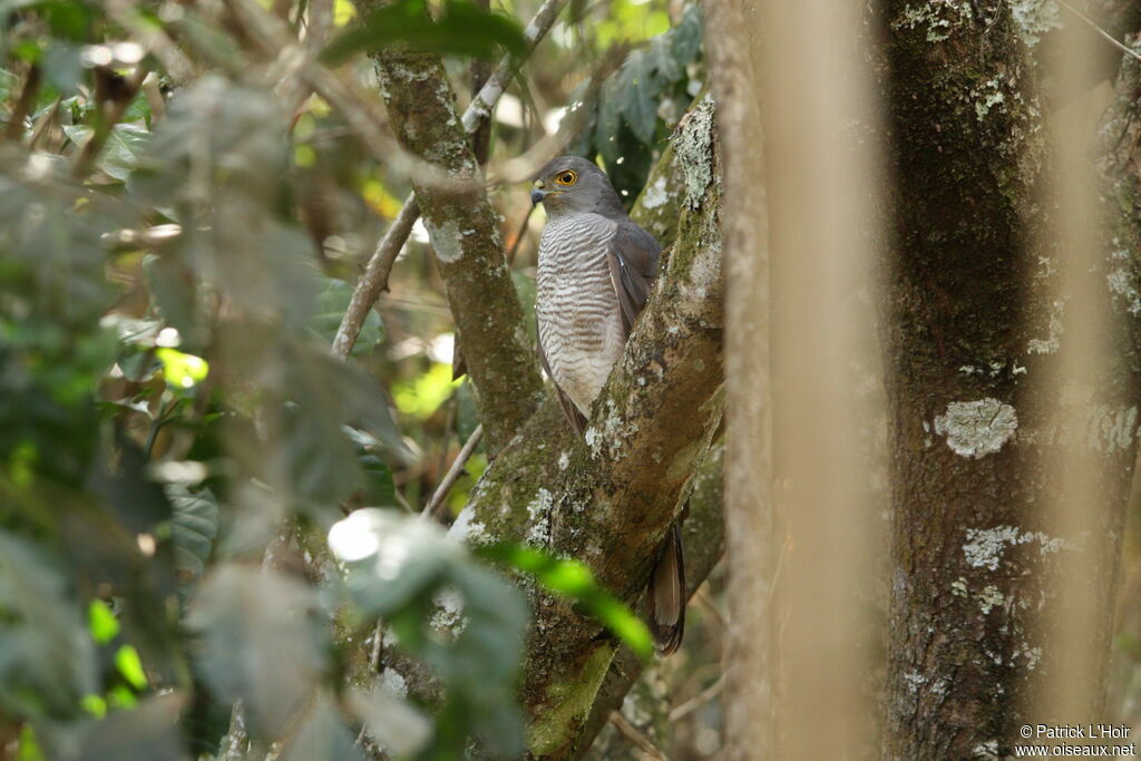 African Goshawk