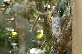 African Goshawk