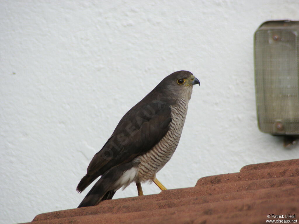 African Goshawk