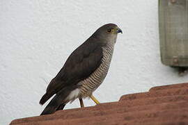 African Goshawk