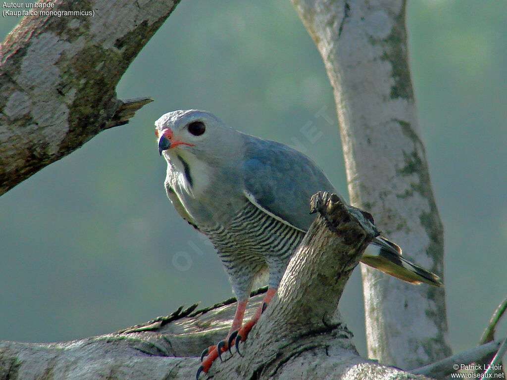 Lizard Buzzard