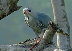 Lizard Buzzard