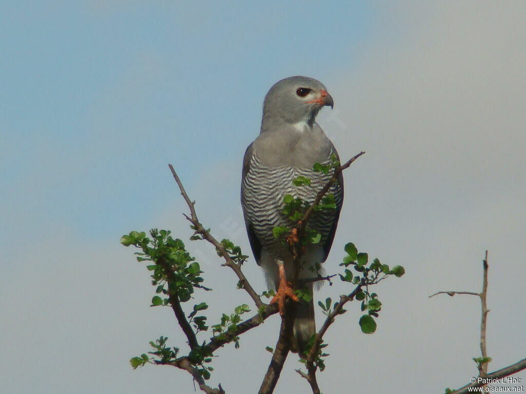 Lizard Buzzard