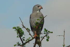 Lizard Buzzard