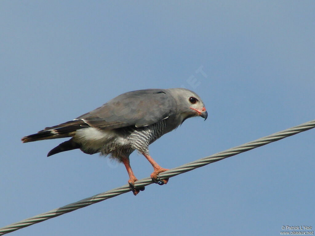 Lizard Buzzard