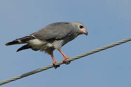 Lizard Buzzard