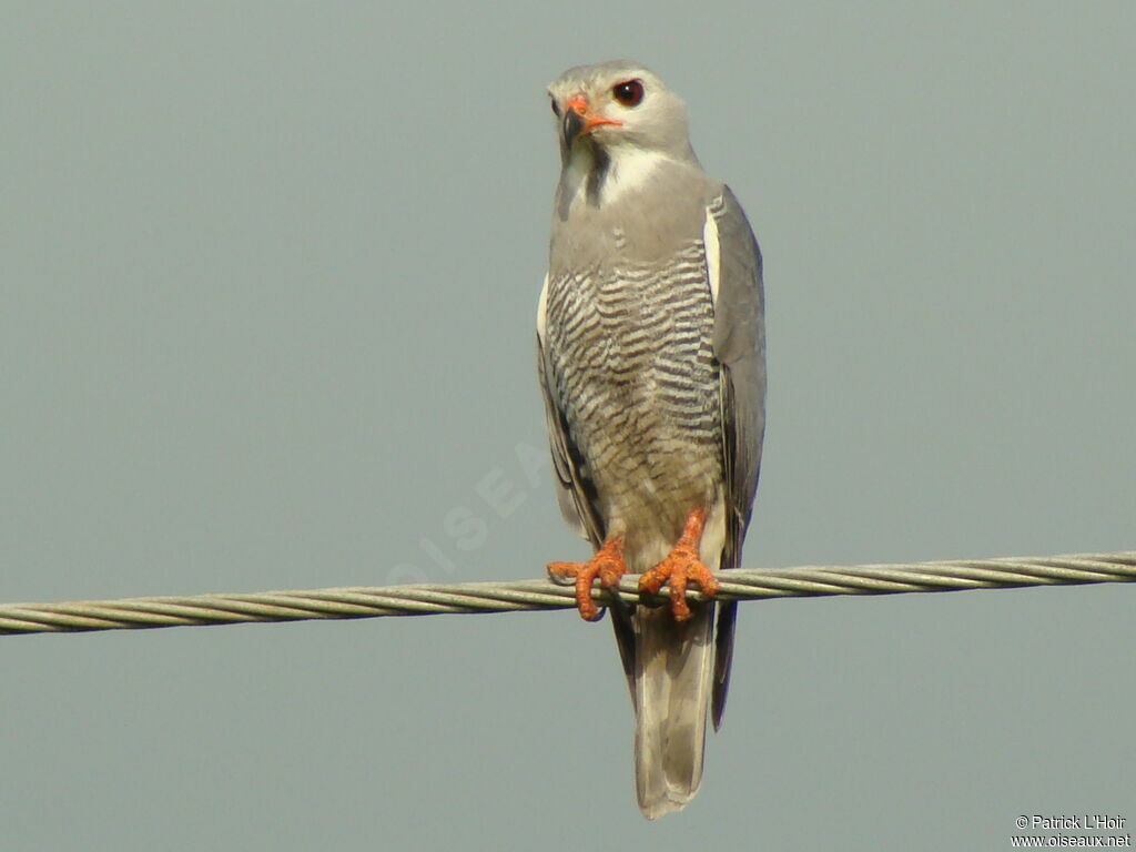 Lizard Buzzard