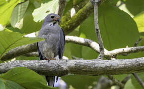 Lizard Buzzard