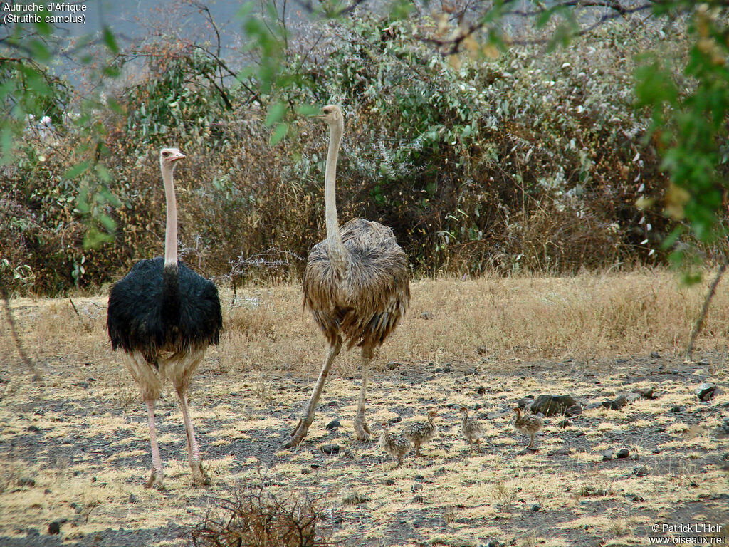 Autruche d'Afrique 