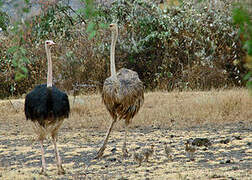 Common Ostrich