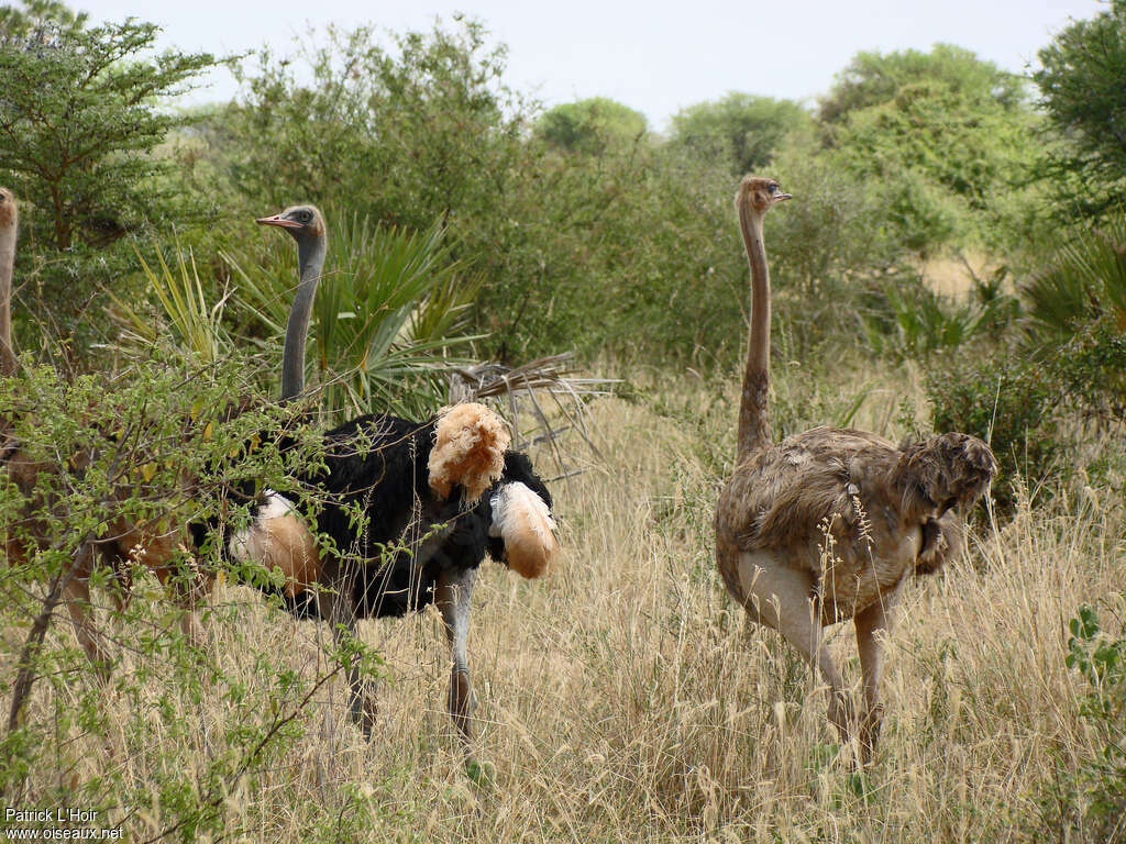 Autruche somalienneadulte nuptial, habitat