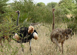 Somali Ostrich