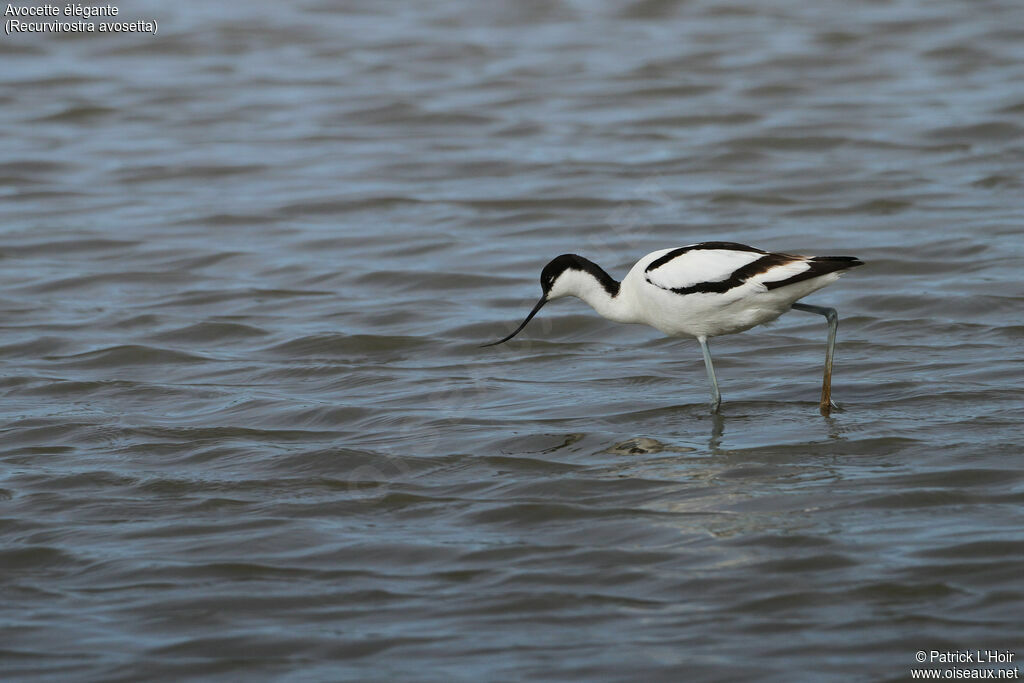 Avocette élégante