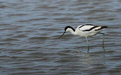 Avocette élégante