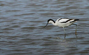 Avocette élégante