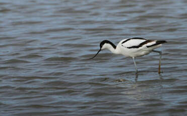 Avocette élégante