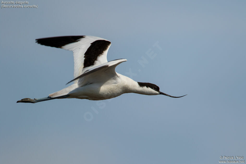 Avocette élégante, Vol