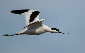 Avocette élégante