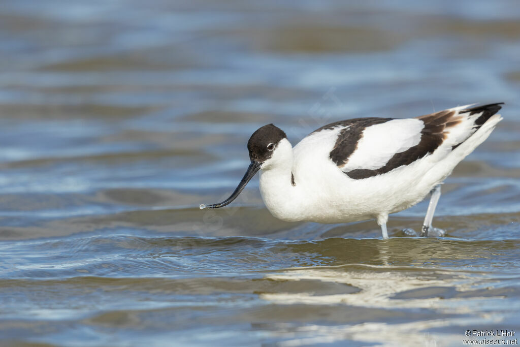 Pied Avocet