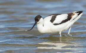 Avocette élégante