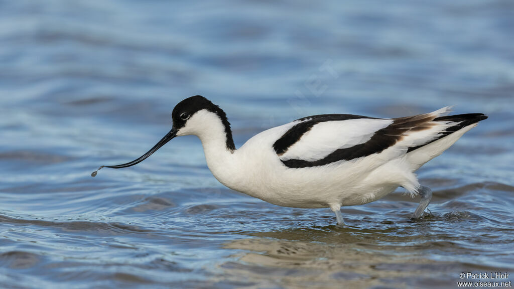 Avocette élégante