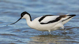 Avocette élégante