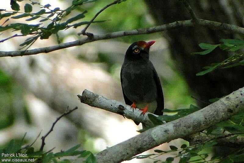 Chestnut-fronted Helmetshrikeadult, feeding habits