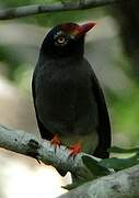 Chestnut-fronted Helmetshrike