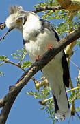 Grey-crested Helmetshrike