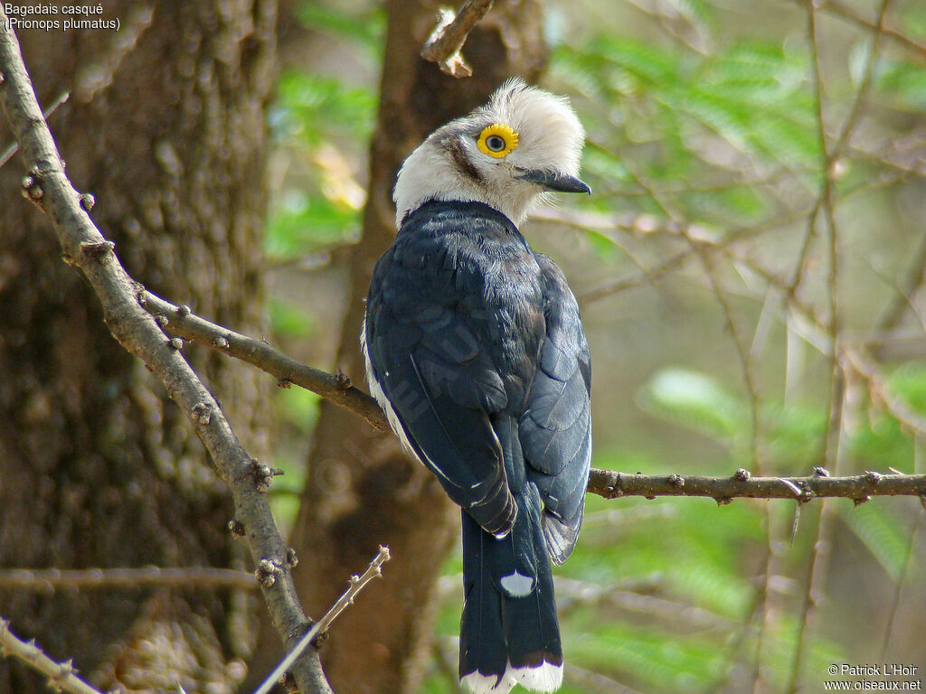 White-crested Helmetshrike