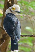 White-crested Helmetshrike