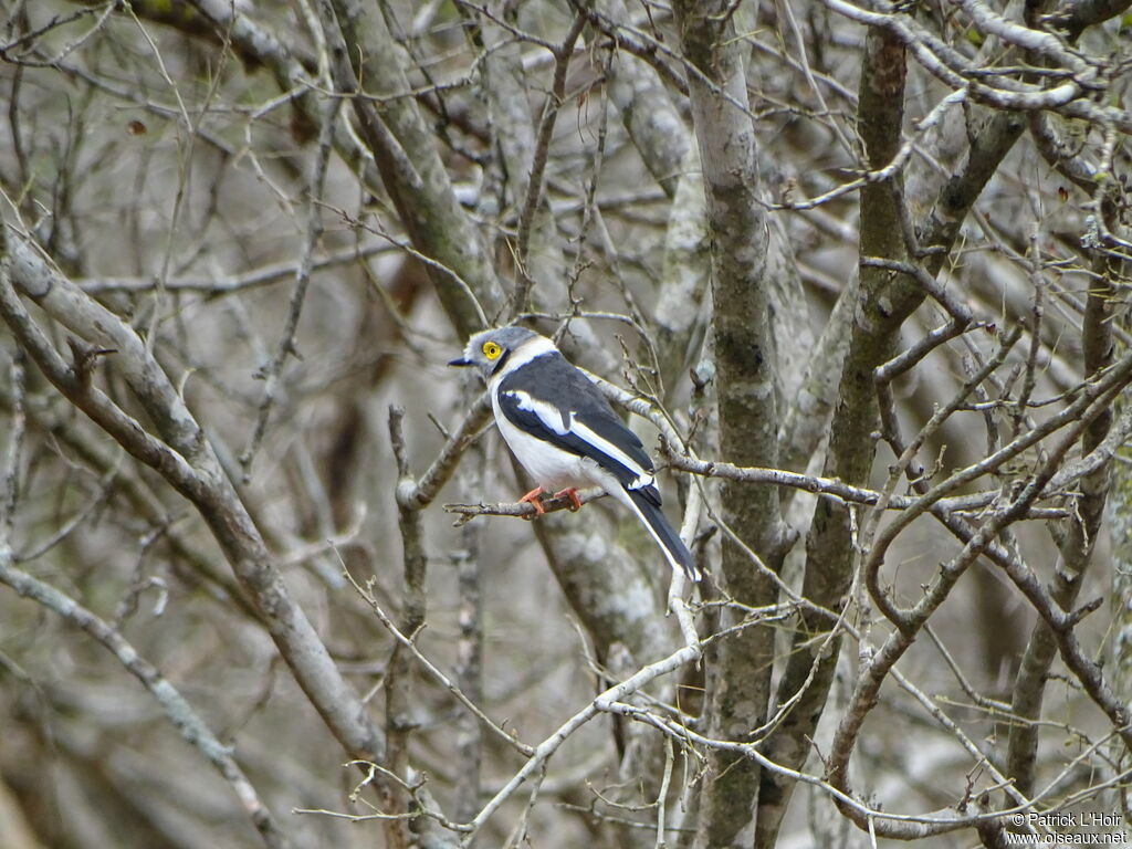 White-crested Helmetshrike