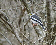 White-crested Helmetshrike