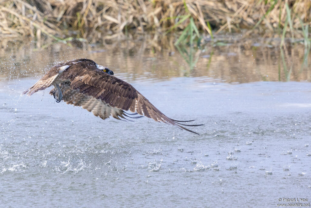 Balbuzard pêcheur