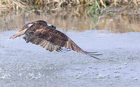 Western Osprey