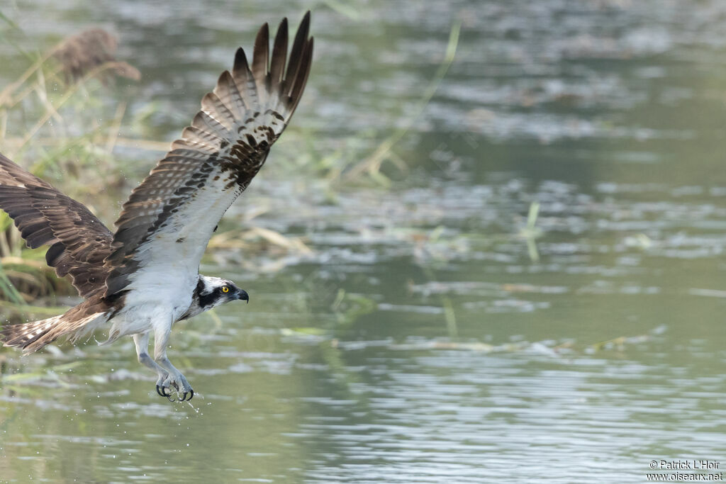 Balbuzard pêcheur