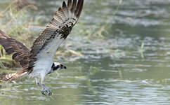 Balbuzard pêcheur