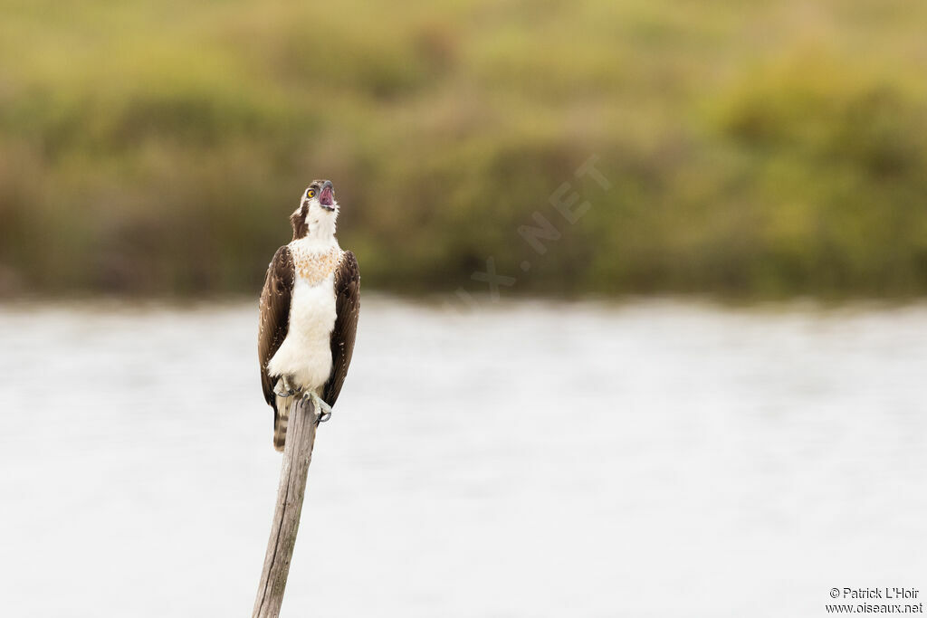 Western Osprey