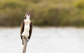 Western Osprey