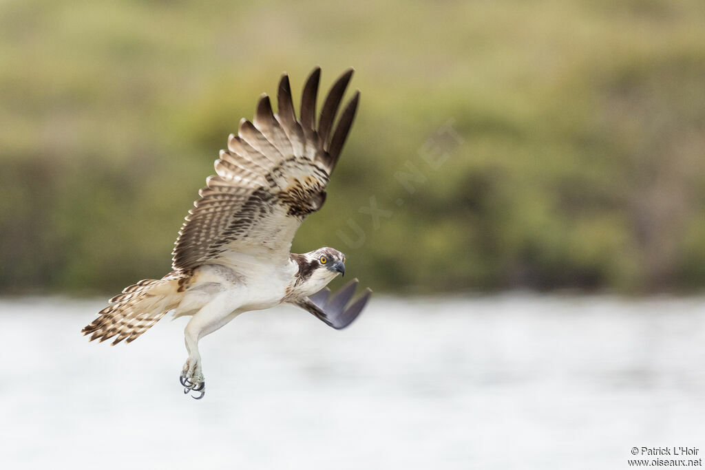 Western Osprey