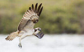 Western Osprey