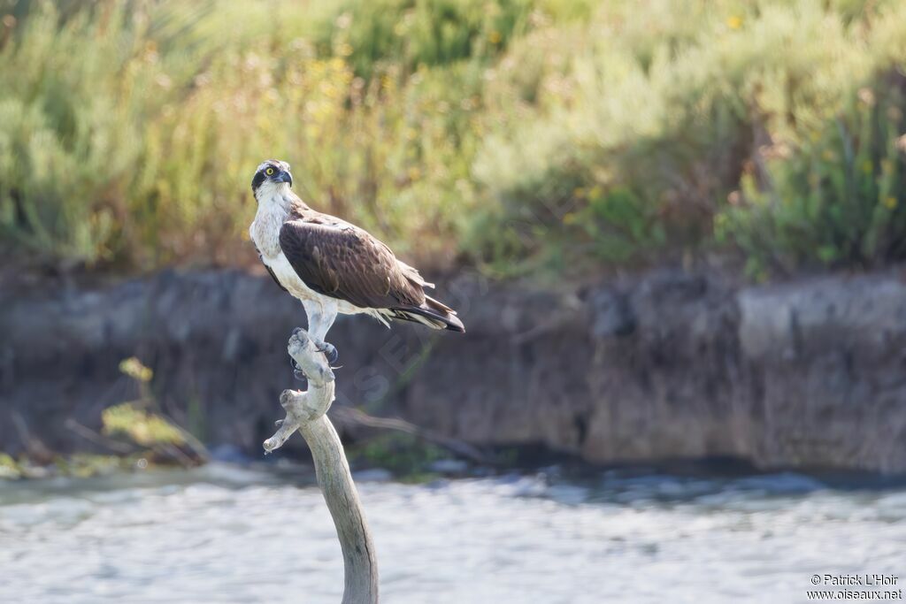 Osprey