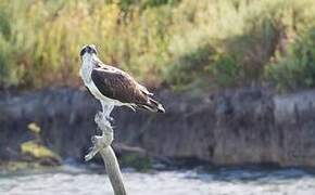 Osprey