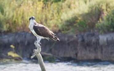 Balbuzard pêcheur