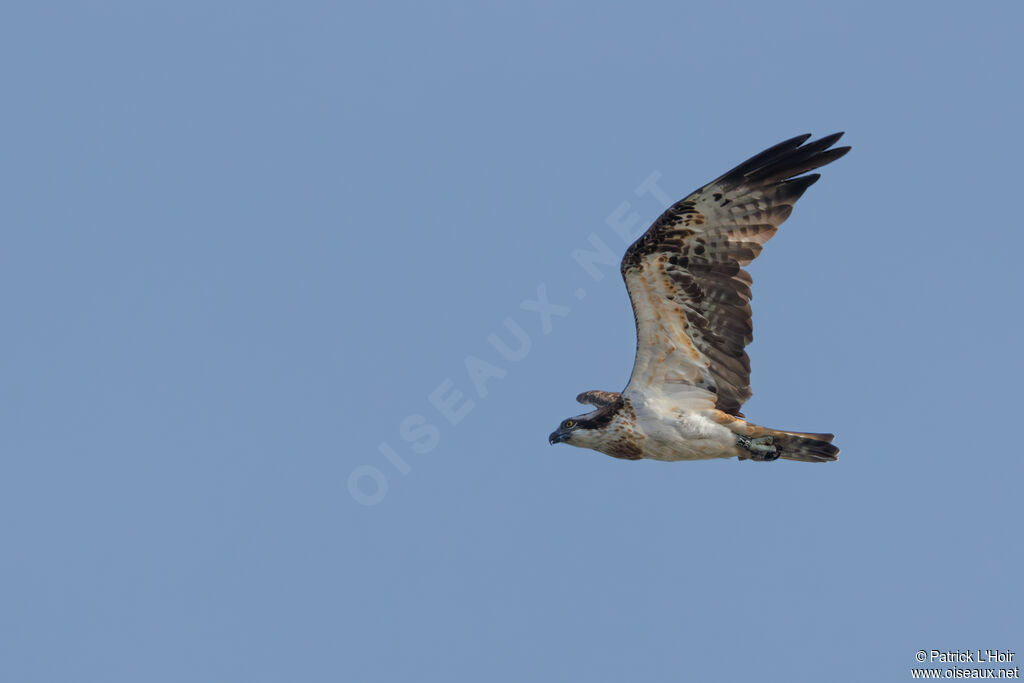 Osprey